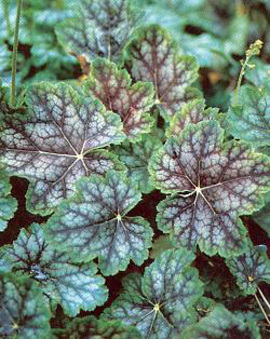 Groundcover with marbled foliage.