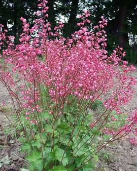 Soft pink blossoms