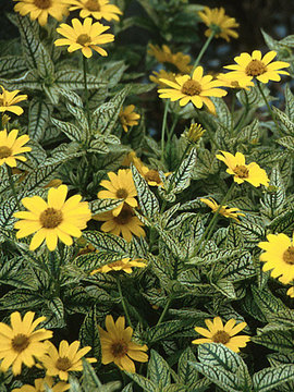 Golden yellow daisies over green veined white leaves. Unusual