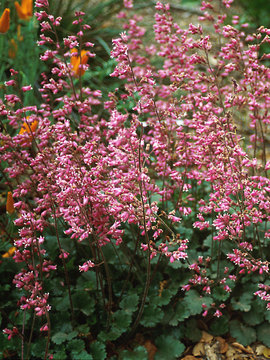 Bred for dwarf foliage and maximum flower power.
