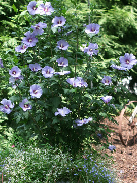 SHRUB. 8-12' What a show. Royal blue flowers.  4" pot