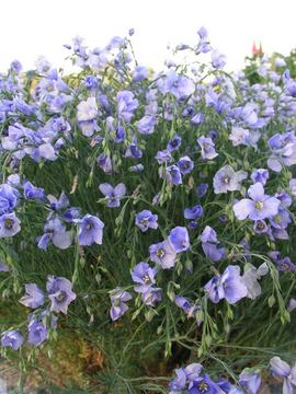  Shorter with mounding habit