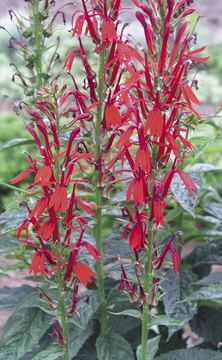 Lobelia Cardinalis