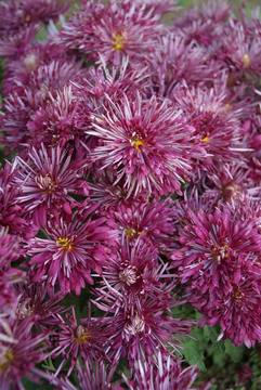 Violet -Spoon mum
