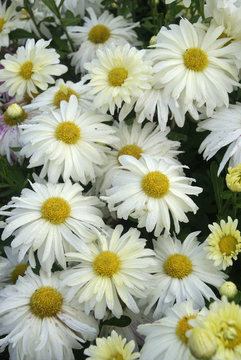 White Daisy mum