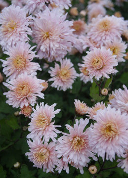 Pink Garden mum