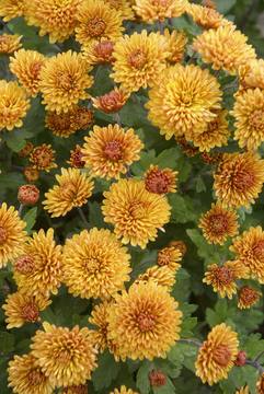 Soft gold / copper  CUSHION mum