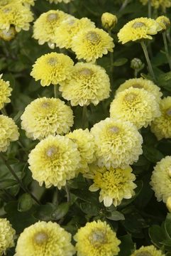 Lemon yellow Button mum