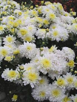 White Cushion mum