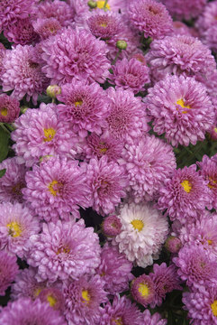 Cushion Mum - Lavender-pink