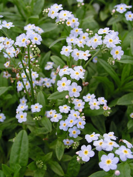 FORGET-ME-NOTS
