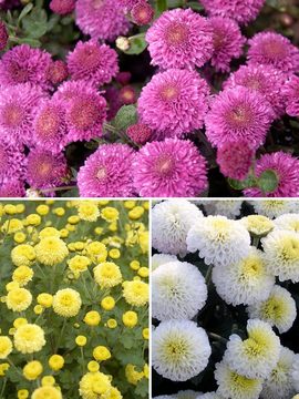 Collection of 3 button mums
