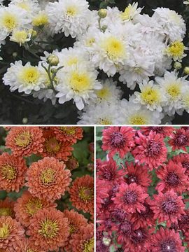 Collection of 3 cushion mums