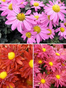 Collection of 3 daisy mums