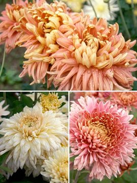 Collection of 3 football mums
