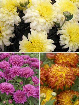 Collection of 3 garden mums