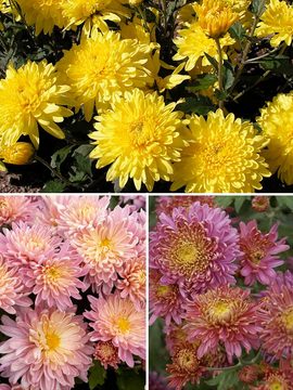 Collection of 3 large flowering garden mums