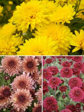 Collection of 3 spectacular cushion mums