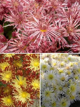 Collection of 3 spider and spoon mums