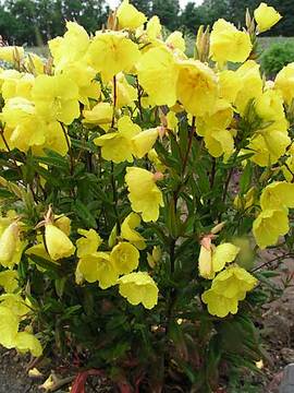 SUNDROPS. Lemon yellow flowers June thru August