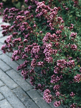 ORNAMENTAL OREGANO. Dark red-violet flowers in late summer.