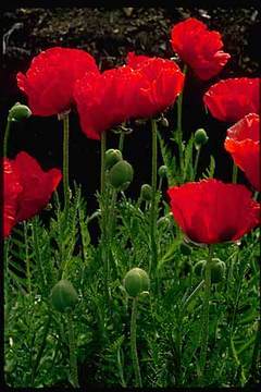 Dark red, large flowers