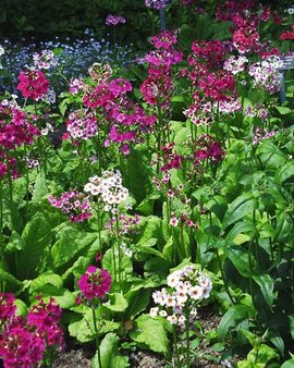 Shades of pink, unusual tiered bloom