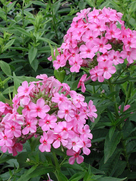 Bright pink and mildew resistant