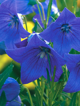 Heavily flowering deep blue BALLOON FLOWER