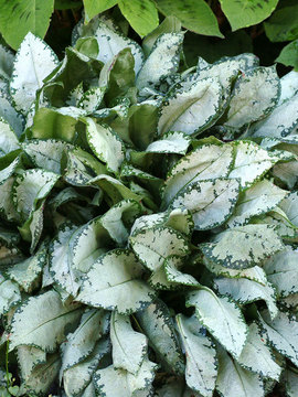 Mature leaves are frosty silver.