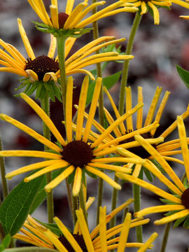 Starburst yellow flowers with a vanilla scent