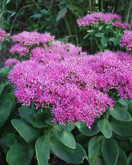 Very bright pink flower heads