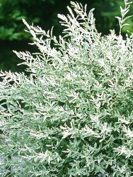 SHRUB Cascading Japanese dappled willow.  4" pots