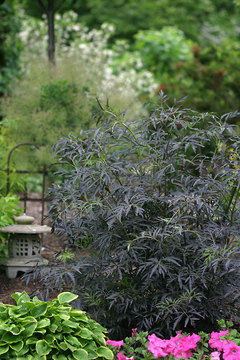 Purple-black foliage with pink flowersand purple berries
