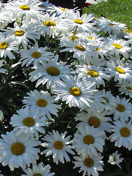 Compact dwarf with white flowers - Shasta Daisy