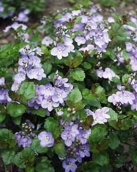 Lavender-blue.  Low plants.