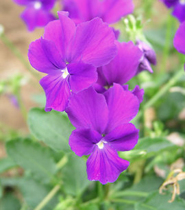 Extra large violet flowers.