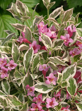 Weigela My Monet