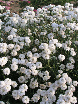 White, Baby's-Breath type blooms all summer