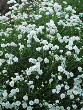 Similar to A. Angel's Breath, but shorter. Robust plants.