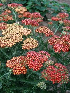 Copper, red, and yellow plate-like flowers. German Hybrid.
