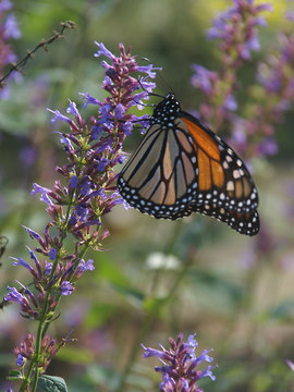 Long blooming spikes of smoky lavender blue.