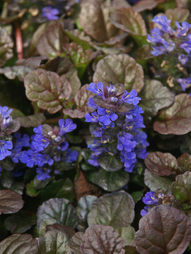Deep dark textured foliage. Groundcover