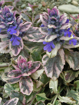 Tricolor foliage. White, cream and green with red tints.