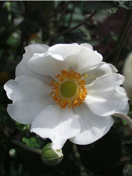 Darker foliage gives nice contrast to white blooms