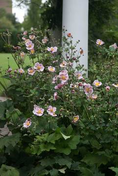 Soft pink single. Very adaptable. Hardiest of the Anemones
