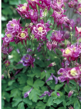 COLUMBINE. Dwarf robust plants in all the colors