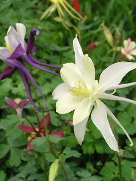 Medium height and prolific