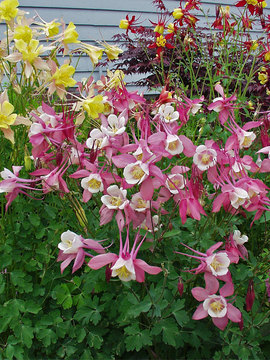 Mixed colors. The standard by which all are judged.