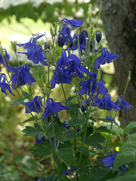 Huge midnight blue flowers